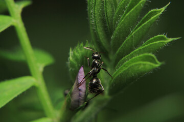Black carpenter ant macro photo	