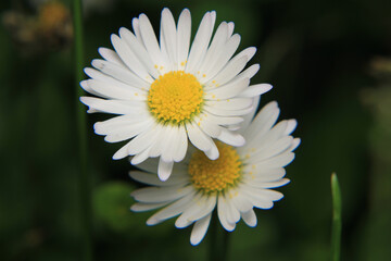 Obraz premium Natural Bellis Perennis Macro Photo 