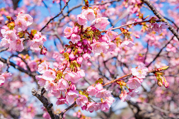 Close-up of beautiful Kawazu cherry blossoms blooming against a blue sky in early spring.