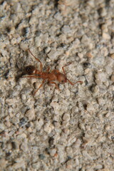 Black carpenter ant macro photo	