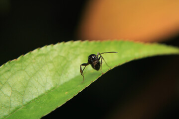 Black carpenter ant macro photo	