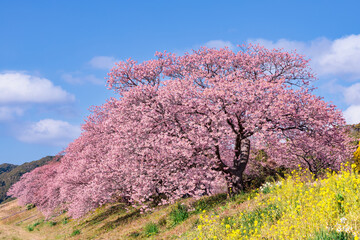 Naklejka premium Beautiful Kawazu cherry blossoms and rape blossoms blooming on the riverbank in spring.