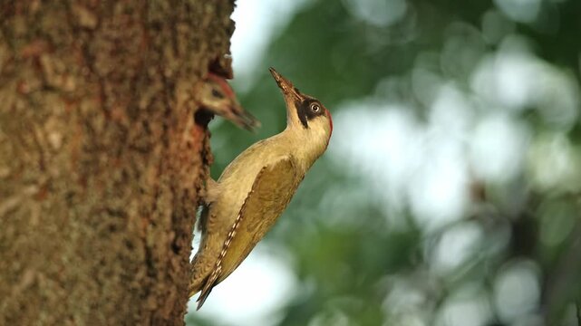 Green woodpecker (Picus viridis) feeding young chick with ant larvae in nesting cavity