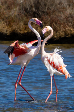 View of two flamingos elegantly stand in the water, displaying vibrant pink and white plumage against the backdrop of the Parque Natural del Delta del Ebro, Catalonia, Spain.