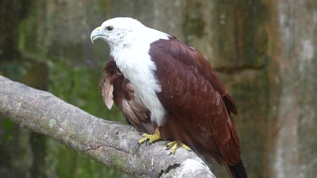 Majestic Brahminy Kite Preening on Branch in Batam, Indonesia - 4K
