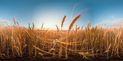 Wheat field sunset golden grain stalks growing in rural farmland under blue sky at dawn with copy space © panophotograph