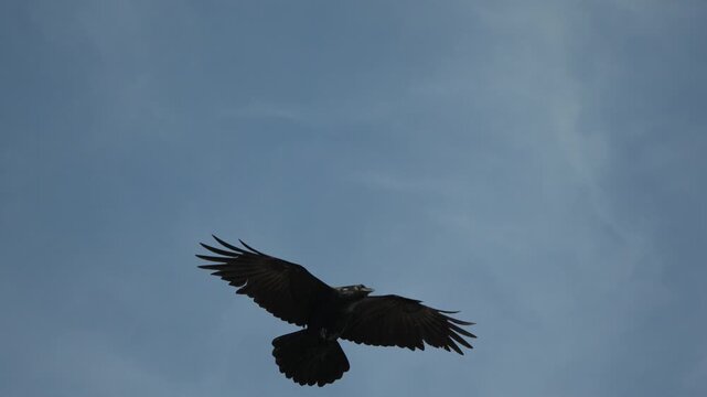 Black raven flying majestic bird silhouette against a clear blue sky, wild wildlife slow motion.