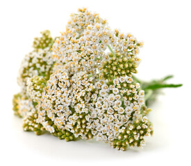 White yarrow flowers bouquet isolated on white background © olhastock