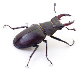 Male stag beetle isolated on white background macro photography