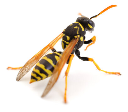 Common wasp isolated on white background macro photography