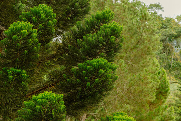 Fototapeta premium Close up view of Araucaria heterophylla branches with vibrant green needles in dense woodland environment.