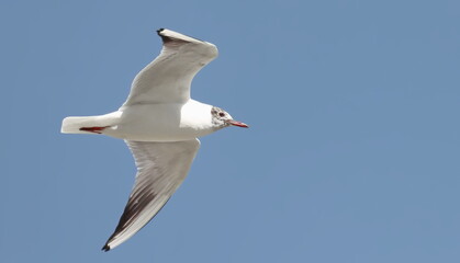 Common Black-headed Gull in flight, Larus ridibundus, birds of Montenegro