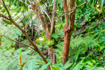 Tillandsia air plants suspended from thin tree branches in a lush tropical garden environment with green ferns in the background.