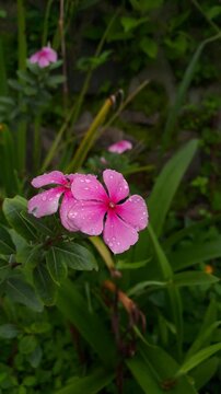 Vibrant pink periwinkle flower Catharanthus roseus covered in fresh dewdrops or rain, blooming in a lush tropical garden. Macro shot showcasing the moisture and rich color.