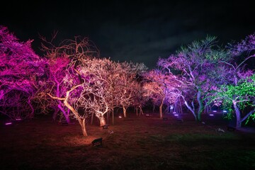 茨城県水戸市　偕楽園のライトアップ