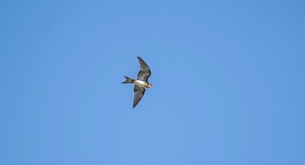 Obraz premium Swift swift bird from Eurasia darting through a bright blue sky expanse