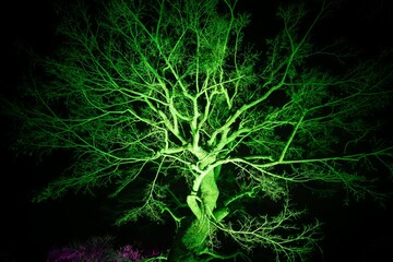 茨城県水戸市　偕楽園のライトアップ