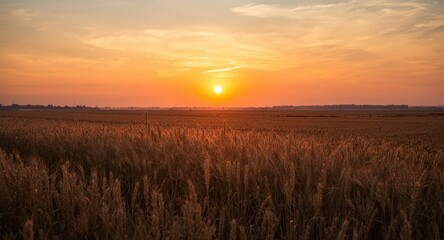 Sunset over rural farmland cultivating sorghum and barley crops
