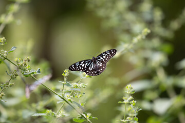 Obraz premium A Blue tiger Butterfly resting on the stems and leaves of a green plant and surrounded with branches and blurred background.