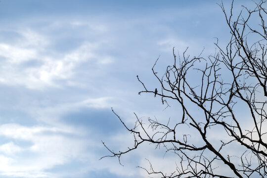 Tree swift perched on the highest branch of a leafless dead tree against a blue clouds sky.