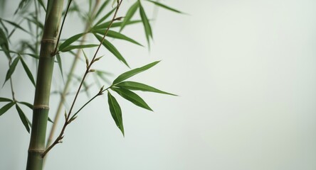 Fototapeta premium Isolated bamboo branches with green leaves on plain light background shot with deep focus