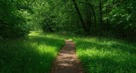 Obraz premium quiet woodland path snaking through abundant green growth