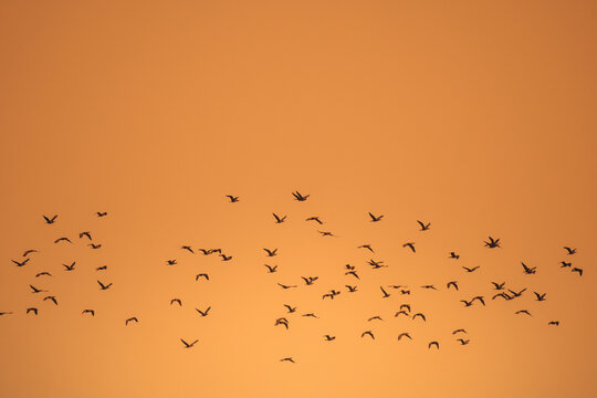 Flock of birds flying against an orange sunset sky in native habitat range 