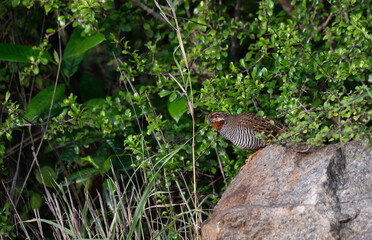 Fototapeta premium A Jungle Bush Quail standing on a large rock with brown and grey barred plumage with a distinct orange red throat patch. It id surrounded by vibrant green foliage and thorny branches
