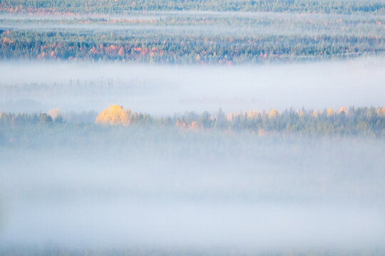 Fog covering colorful large taiga forest landscape in autumn morning during sunrise in Finnish nature near Kuusamo, Northern Europe
