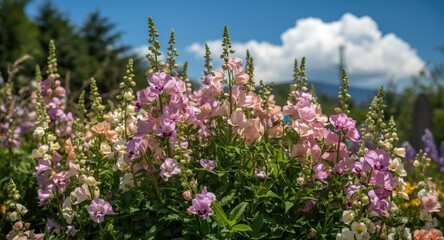 Obraz premium Sweet pea plants blooming abundantly in a sunny garden corner