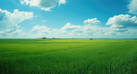 Obraz premium Natural green field panorama under a bright blue sky and light clouds