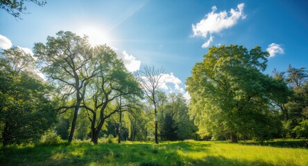 Obraz premium Radiant forest landscape with oak and birch trees under sunny skies and soft birdsong