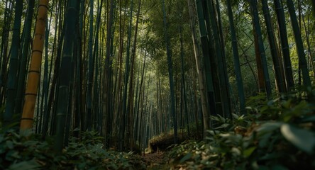 Obraz premium Peaceful bamboo thicket seen from the forest floor