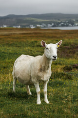 Obraz premium White sheep standing in a green field with ear tags