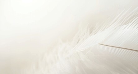 White feather textured background with high resolution and soft daylight copy space