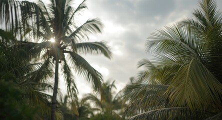 Fototapeta premium Tropical palms under radiant bokeh sunshine framed by a soft overcast sky