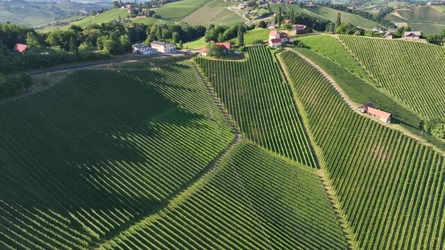 Summer drone footage shows Styria vineyards glowing in sunset light, rolling hills covered in green rows, warm atmosphere, calm landscape, smooth motion capturing quiet beauty of wine country.