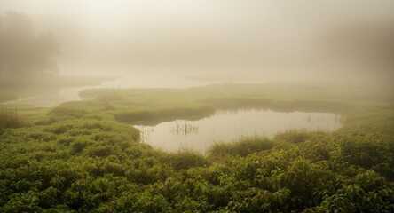 Obraz premium Peaceful bog shrouded in morning mist and quiet ambiance