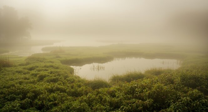 Peaceful bog shrouded in morning mist and quiet ambiance