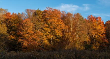 Fototapeta premium Colorful autumn trees bathed in early morning sunlight