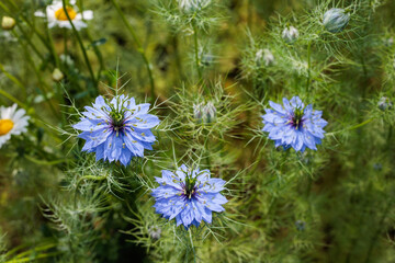 Close up of beautiful blue nigella flowers blooming in the garden.
