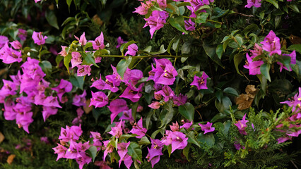 Vibrant magenta bougainvillea in full bloom forming a lush hedge. Backdrop for summer travel, beauty, lifestyle and luxury real estate branding.