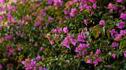 Fototapeta premium Vibrant magenta bougainvillea in full bloom forming a lush hedge. Backdrop for summer travel, beauty, lifestyle and luxury real estate branding.