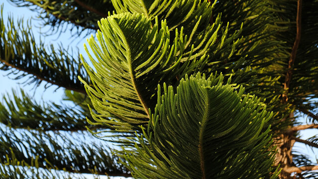 Norfolk Island pine - Araucaria heterophylla foliage, vibrant green texture.