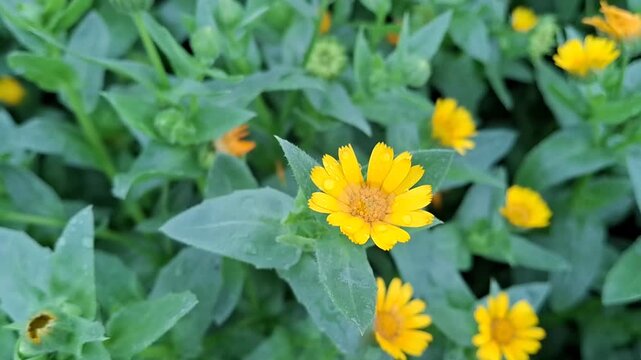 calendula arvensis flowers after the rain