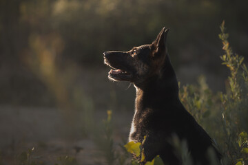 a german shepherd type dog side profile portrait at sunset © Oszkár Dániel Gáti