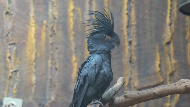 Palm Cockatoo Perched Stably on Branch | Wildlife Bird Portrait in 4K