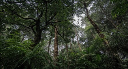 Obraz premium Dense tropical canopy with fern fronds and cloud forest atmosphere background