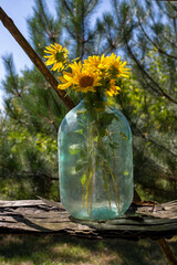 A glass jar with ripe sunflowers against a background of trees