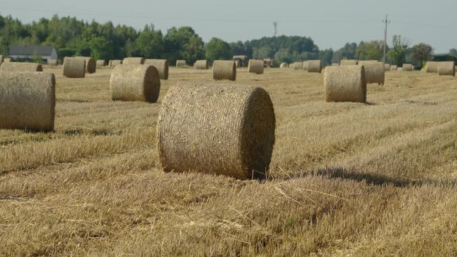Rolling hay bales in golden fields under a bright summer sky
